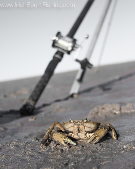 Fresh crab is the best bait - if you can get it!