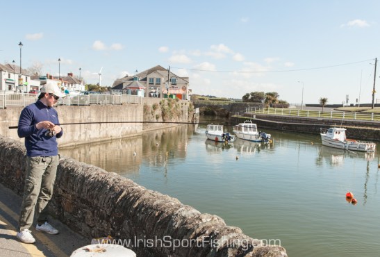 Harbour walls provide an ideal platform for fishing off. These mullet are used to being fed bread, crisps, chips and candy-floss from people passing by!