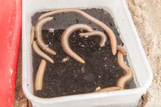 White Ragworm - Always have top quality bait